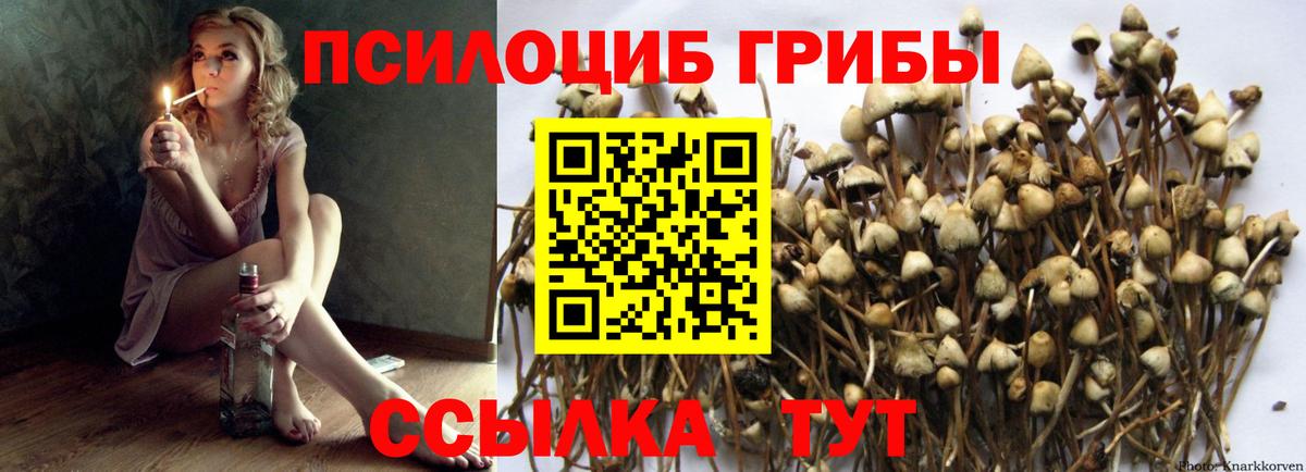 Зеленогорск  Галлюциногенные грибы GOLDEN TEACHER  Вход с VPN 